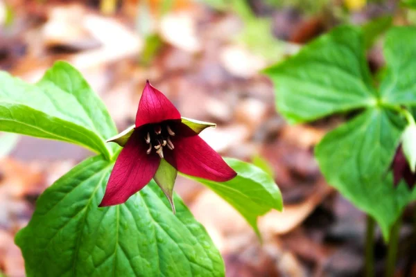 İlkbaharda mor Trillium