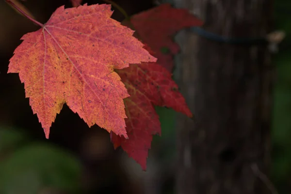 A single Red Maple Leaf in the fall — Stock Photo, Image