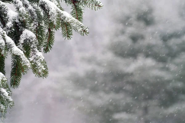 Queda de neve na árvore de abeto — Fotografia de Stock