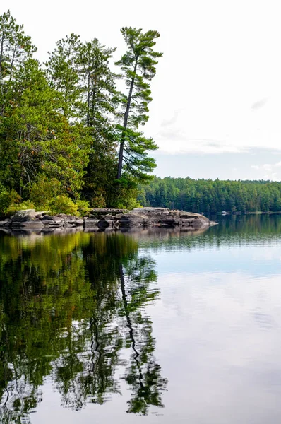 Bomen en meer — Stockfoto