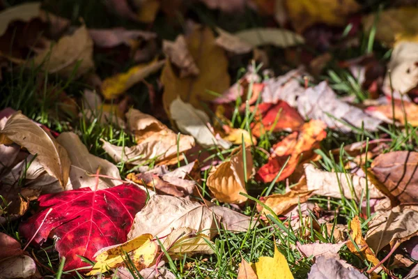 Esdoorn bladeren gemalen — Stockfoto
