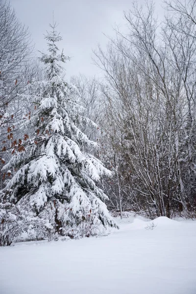 Fir Tree Covered Snow Just Wet Storm Stock Image