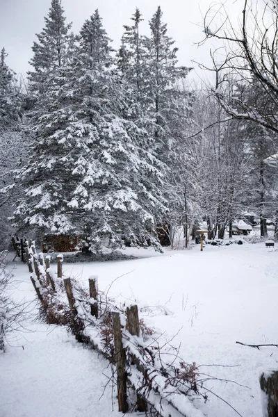 Tanne Nach Sturm Mit Schnee Und Zaun Bedeckt — Stockfoto