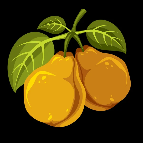 Dos peras dulces de naranja orgánicas — Archivo Imágenes Vectoriales