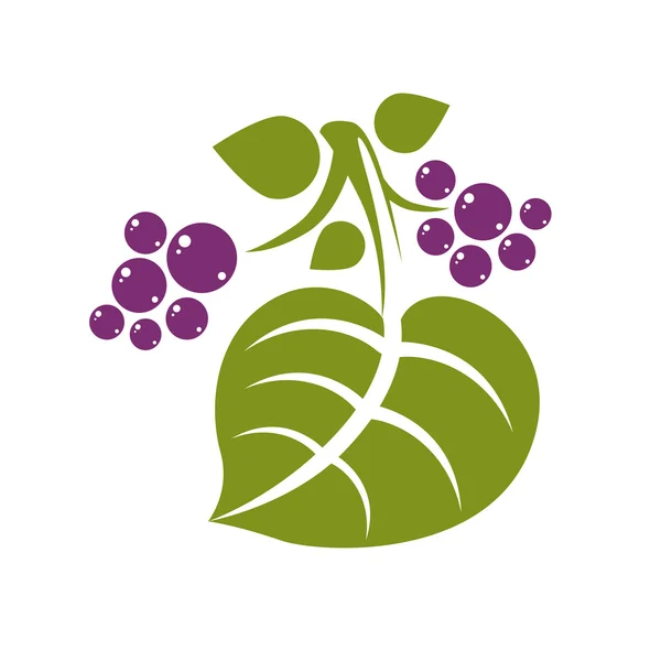Träd blad med violett bär eller frön — Stock vektor