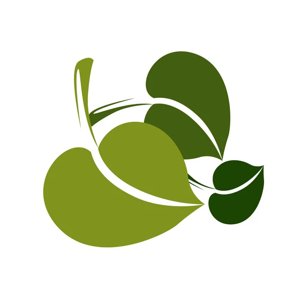 Dos hojas de árbol verde caducifolio — Archivo Imágenes Vectoriales