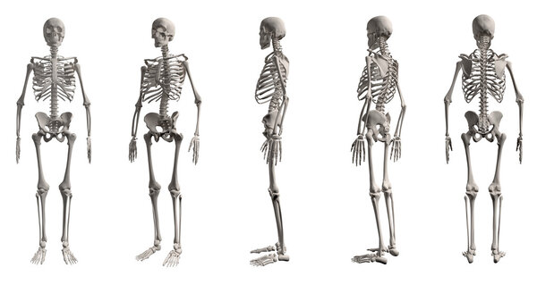 3D render of human skeleton from all angles, isolated on white background