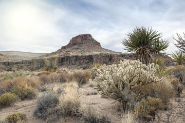 Cholla kaktüs Bahçe Mojave Çölü'nde