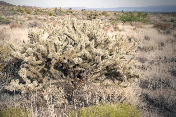 Buckhorn Cholla κάκτος — Φωτογραφία Αρχείου