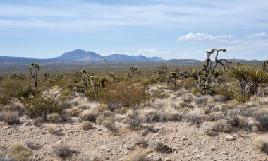 Mojave Çölü kaktüs 