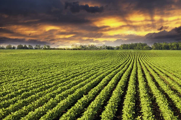 Rijen van soja veld planten in de zonsondergang — Stockfoto