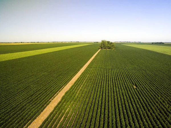 Aerial shot of agricultural soy fields — Stock Photo, Image