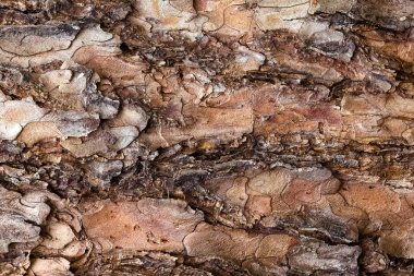 Ağaç arka plan, üstten görünüm kabuk