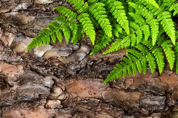 Grüne Farnblätter Hintergrund auf Rinde Baum, Ansicht von oben — Stockfoto