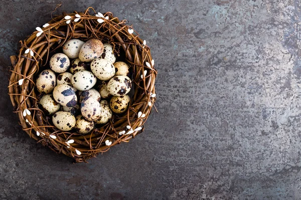 Пасхальные Перепелиные Яйца Вид Сверху — стоковое фото