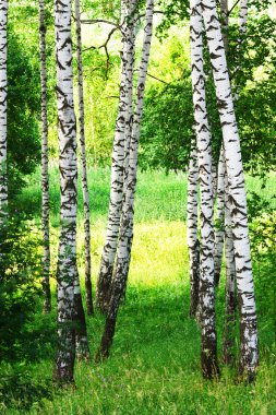 Yaz aylarında huş ağacı orman