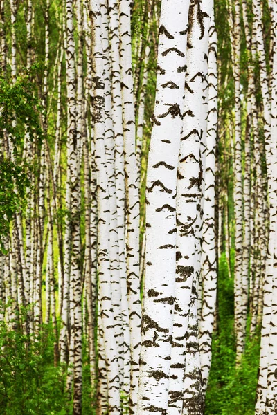 Sommer im Birkenwald — Stockfoto