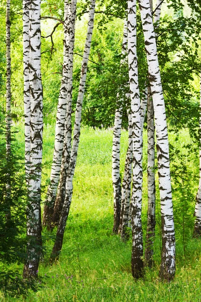 Verão na floresta de vidoeiro — Fotografia de Stock