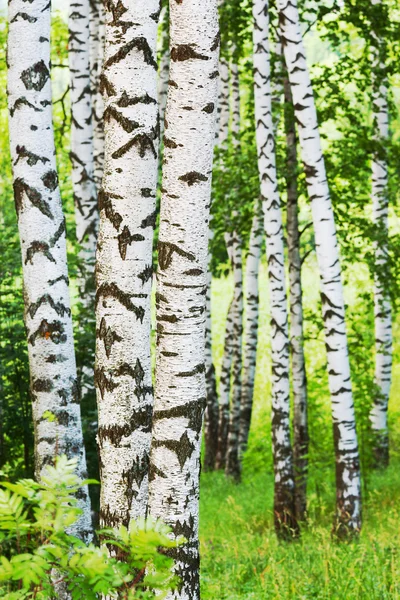 Summer in birch forest — Stock Photo, Image