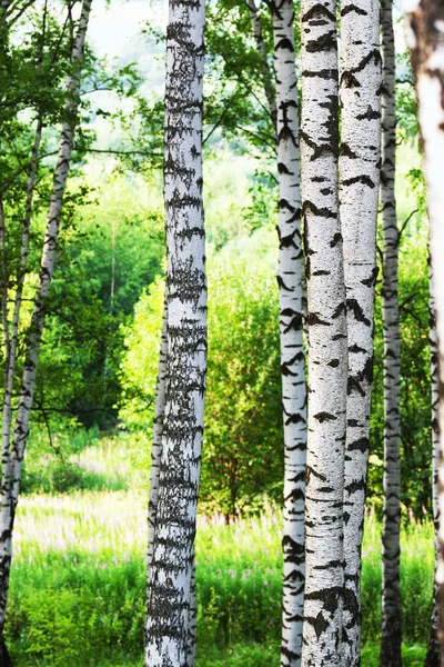 Verano en el bosque de abedul — Foto de Stock