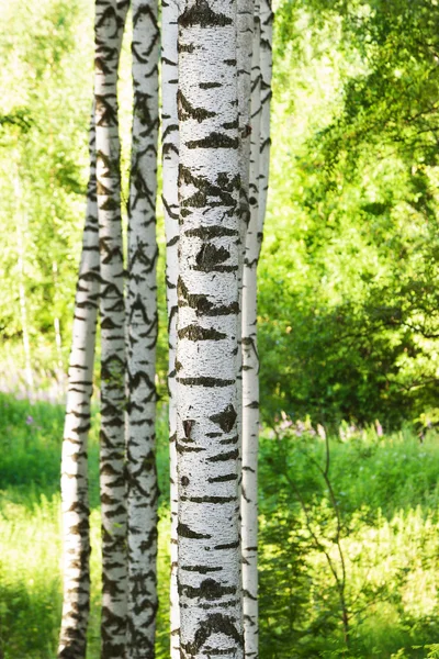 Zomer in berken bos — Stockfoto