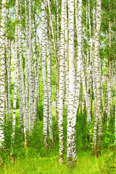 Estate nella foresta di betulle — Foto Stock