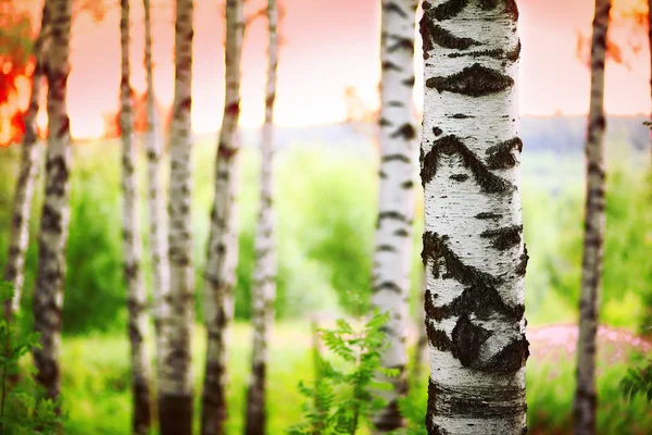 Yaz aylarında huş ağacı orman — Stok fotoğraf