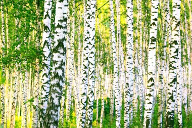 Yaz aylarında huş ağacı orman