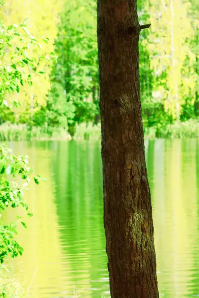 El bosque en el estanque — Foto de Stock
