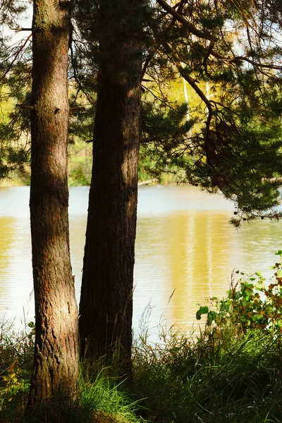 Der Wald am Teich — Stockfoto