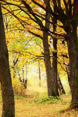 sonbahar oak grove