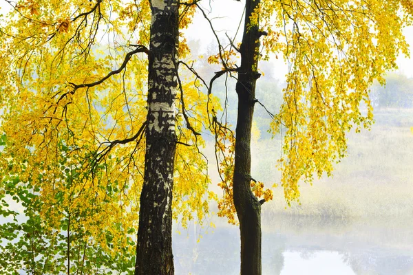 Nebliger Morgen im Wald — Stockfoto