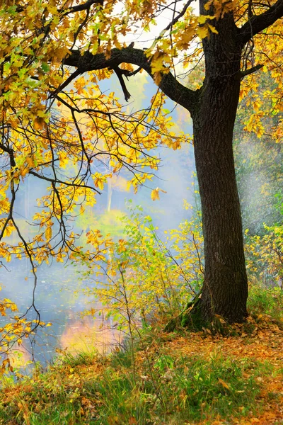 Nebliger Morgen im Wald — Stockfoto