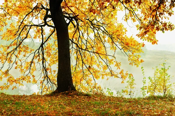 Misty morning in the forest — Stock Photo, Image