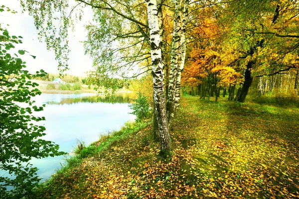 The forest at the pond — Stock Photo, Image