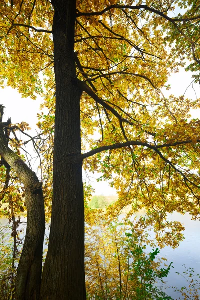 Eiche im Sonnenlicht am Morgen — Stockfoto