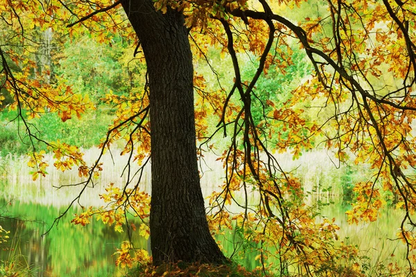 Eiche im Sonnenlicht am Morgen — Stockfoto