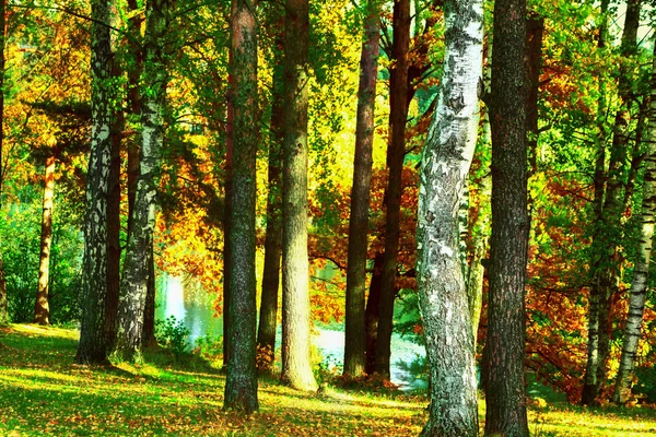 The forest at the pond — Stock Photo, Image