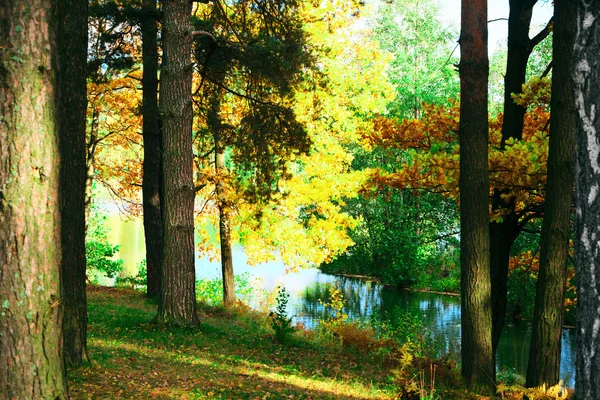 The forest at the pond — Stock Photo, Image