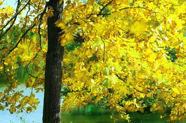 Oak   in sunlight in the morning — Stock Photo, Image