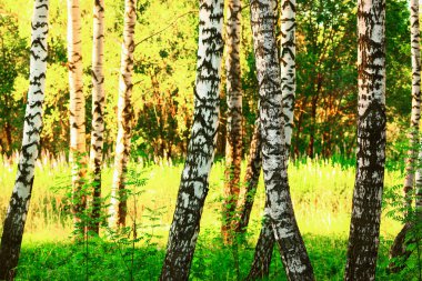 Yaz aylarında huş ağacı orman