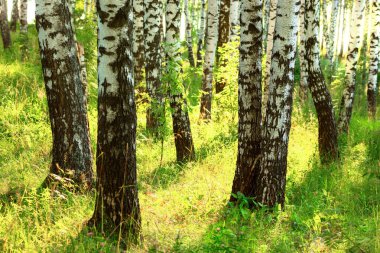 Yaz aylarında huş ağacı orman