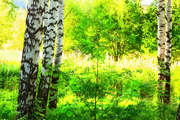 Zomer in berken bos — Stockfoto