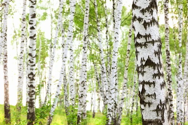 Estate nella foresta di betulle — Foto Stock