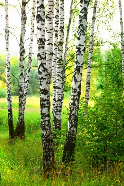 Estate nella foresta di betulle — Foto Stock