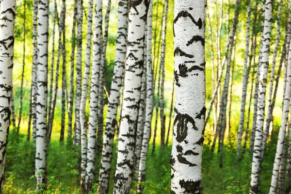 Verano en el bosque de abedul — Foto de Stock