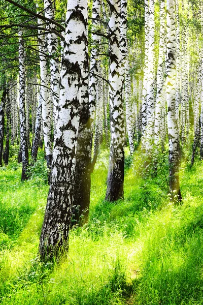 Floresta de vidoeiro de verão — Fotografia de Stock