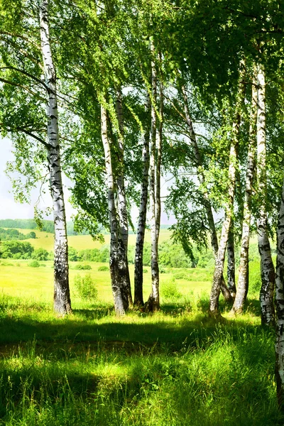 夏天在白桦林 — 图库照片