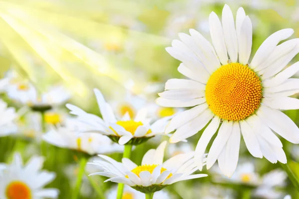 Daisy on the meadow — Stock Photo, Image