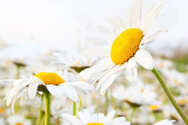 Marguerite sur la prairie Images De Stock Libres De Droits